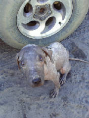 poordogbytire.jpg